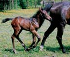 Filly by Liberty Gold out of Cozzene's Angel - 2003