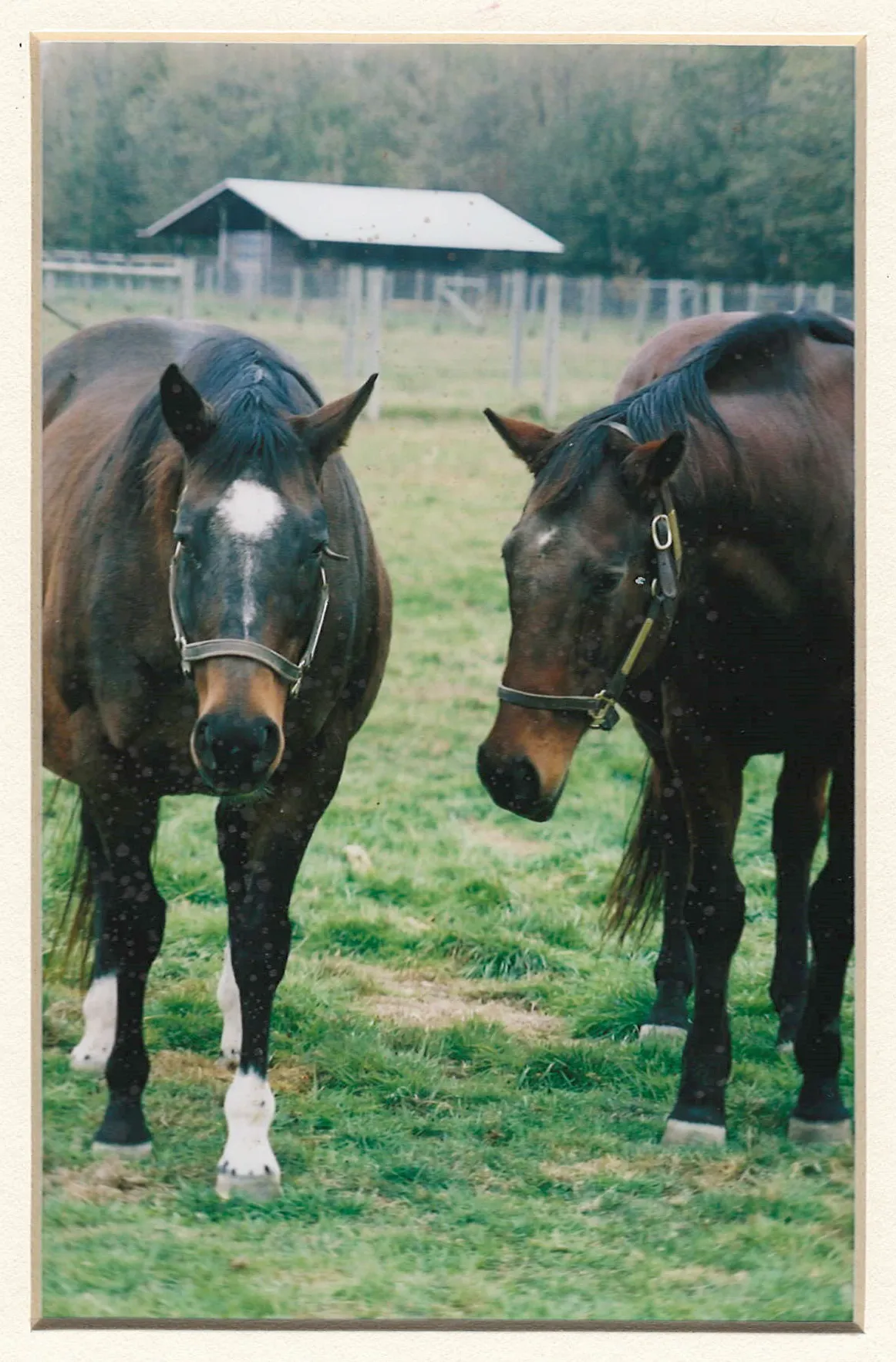 SW BOLD MAGESTRATE & SW OUTOFTHEBLUEBELL SW BOLD MAGESTRATE & SW OUTOFTHEBLUEBELL pictured here in the pasture