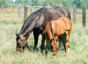 cozzenes-angel-foal-by-out-of-place-named-hockey-fan Cozzene's Angel